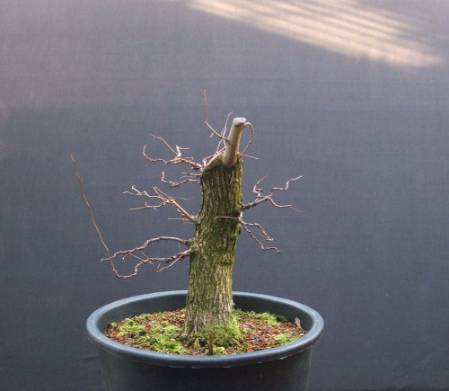 bonsai branches